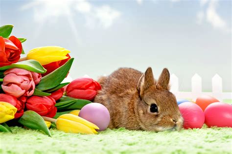 easter bunny photo background